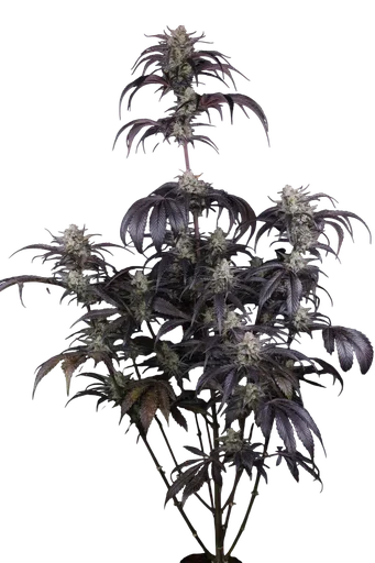 Strawberry Gorilla Auto