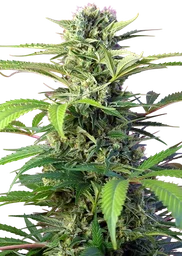 Chem Beyond Diesel CBD