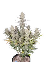 Tropicana Cookies Auto