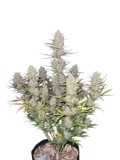 Tropicana Cookies Auto
