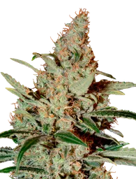 Chem Dog