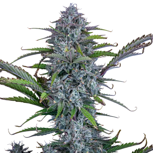 Chemdogging Auto