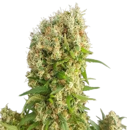 Chemdog Gorilla