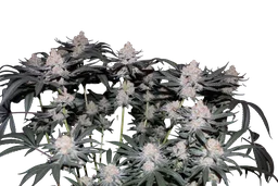 Tropicana Cookies FAST