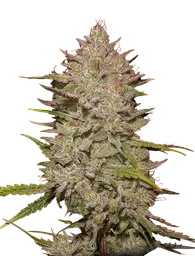 Chemical Candy Auto