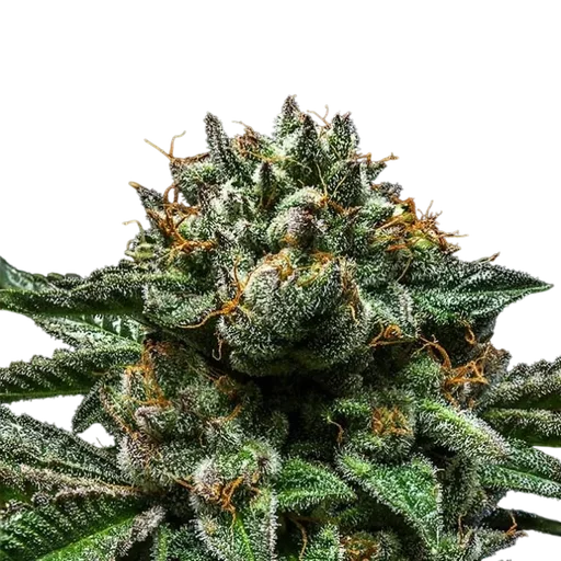 Chempie