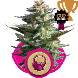 Amnesia Haze