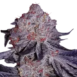 Cherry Gar-See-Ya R1