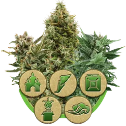 Mix Auto