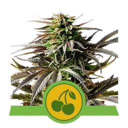 Cherry Pie Auto
