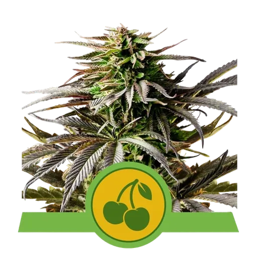 Cherry Pie Auto