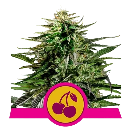 Cherry Pie