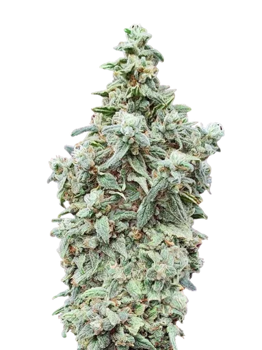 Cherry Pie FAST