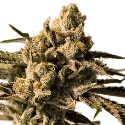 Cherry Pie FAST