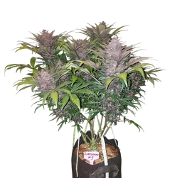 Blackberry Auto