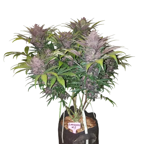 Blackberry Auto