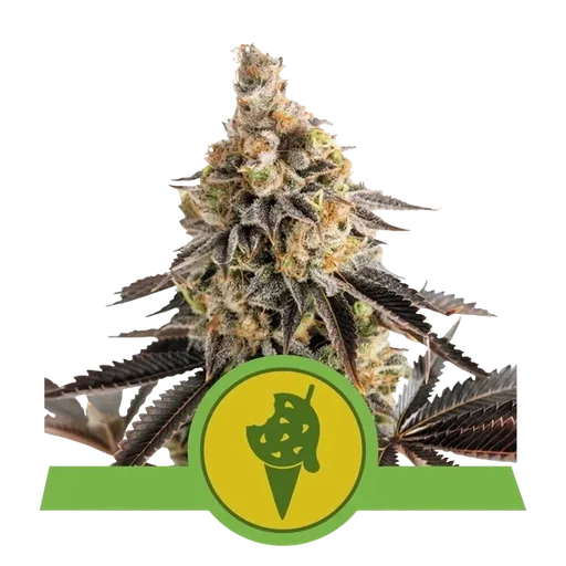 Cookies Gelato Auto