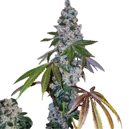 Cherry Pie OG S1