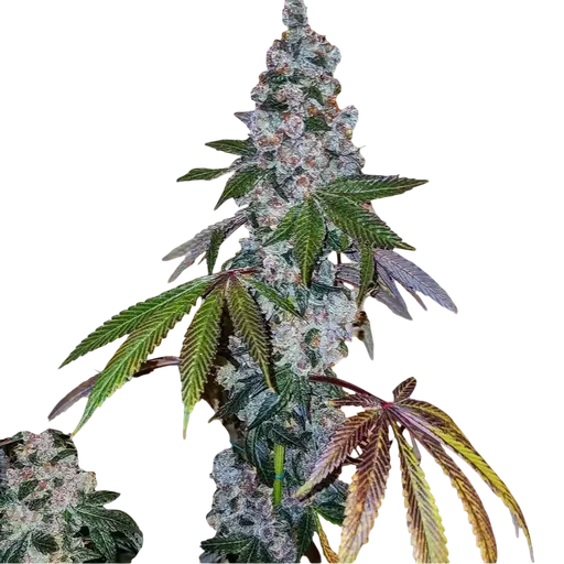 Cherry Pie OG S1