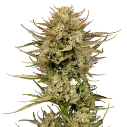 Cherry Punch F1