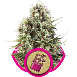 Chocolate Haze