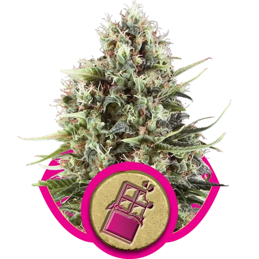 Chocolate Haze