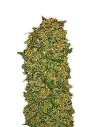 Chocolate Kush