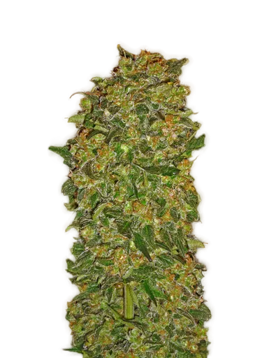 Chocolate Kush