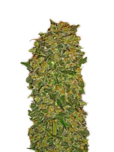 Chocolate Kush