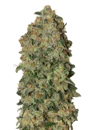 Chocolate Skunk Auto