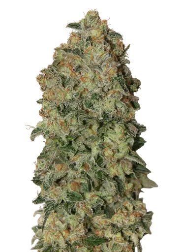 Chocolate Skunk Auto