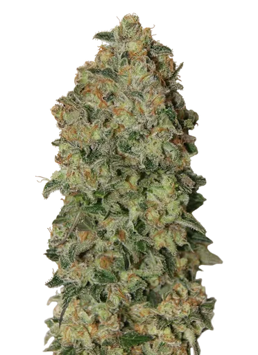 Chocolate Skunk Auto