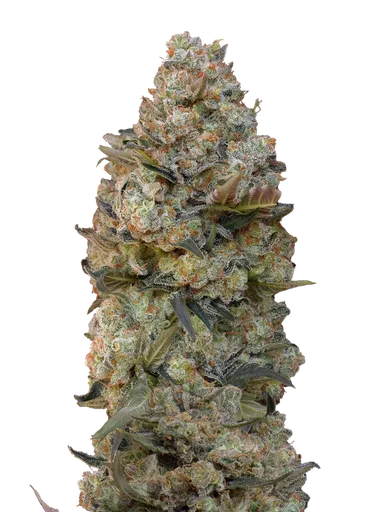 Chocolate Skunk