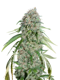 Chocolate Skunk CBD
