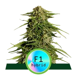 Epsilon F1 Auto