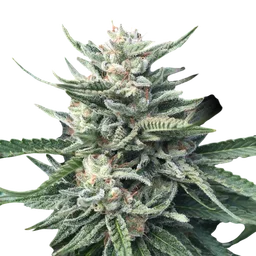 Chocolope 256
