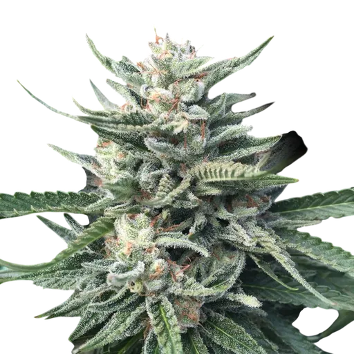 Chocolope 256