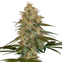 Chocolope Kush