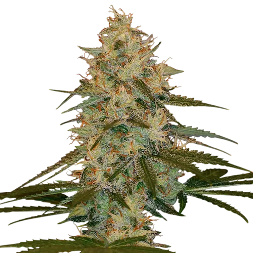 Chocolope Kush