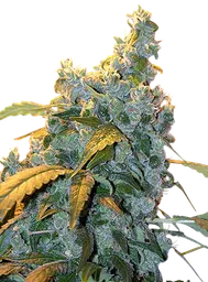 Chronic