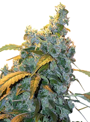 Chronic