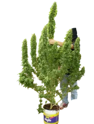 Chronic