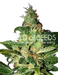 Chronic Haze