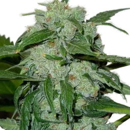 Chronic Ryder Auto
