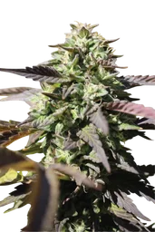 Chunkadelic Auto