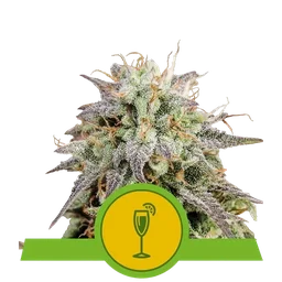 Mimosa Auto