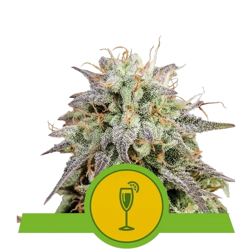 Mimosa Auto