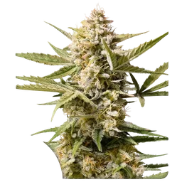 Cinderella Jack Auto