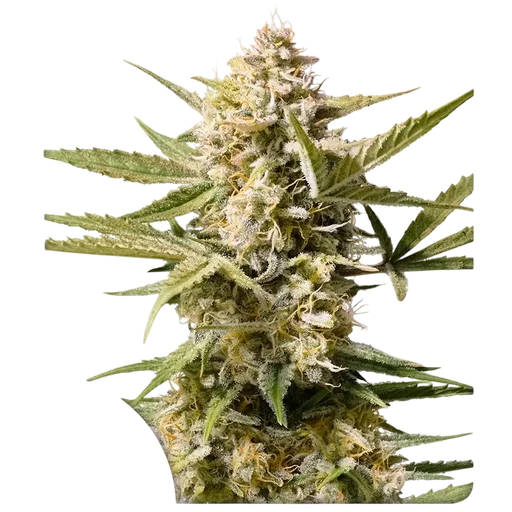 Cinderella Jack Auto
