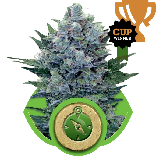 Northern Light Auto
